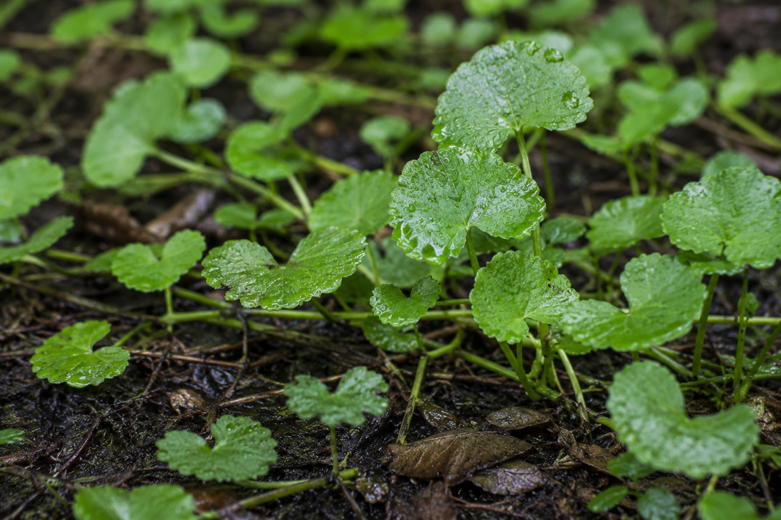 Centella asiatica leaves with morning dew growing over wet ground