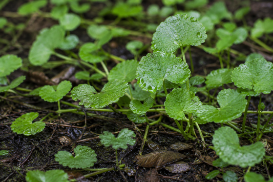 Centella asiatica leaves with morning dew growing over wet ground
