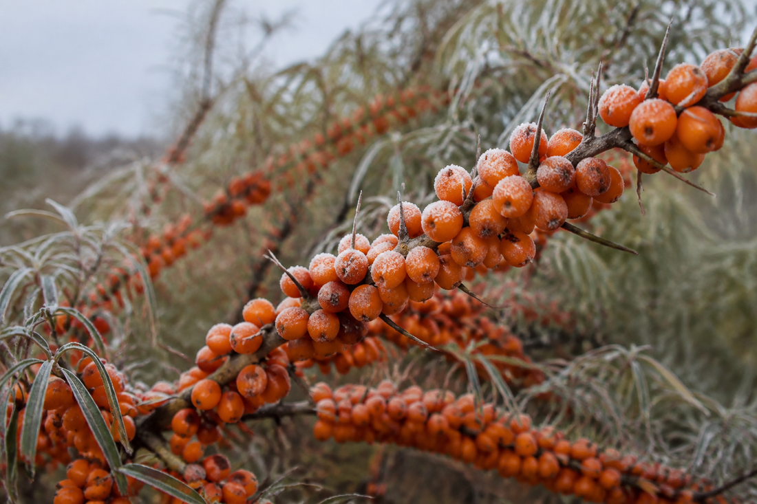 Sea buckthorn berries clustered on a thorny branch in cold autumn light