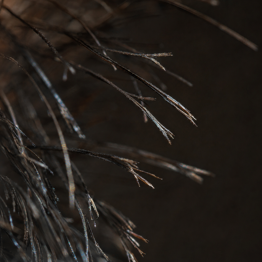 Extreme macro of beard hair tips visibly split and frayed